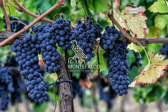 Beitragsbild Weingebiet Montefalco Sagrantino. Photo: www.facebook.com/consorzio.montefalco