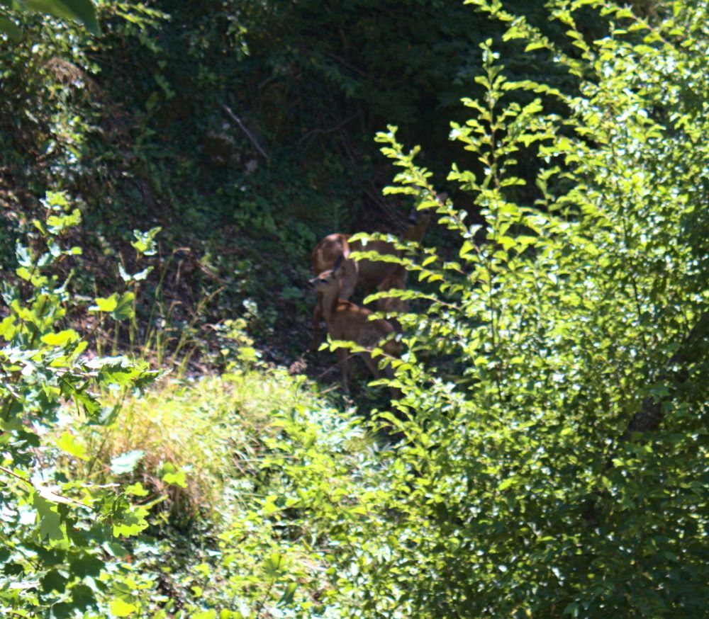 Während unserer Radtour sahen wir ein paar junge Rehe