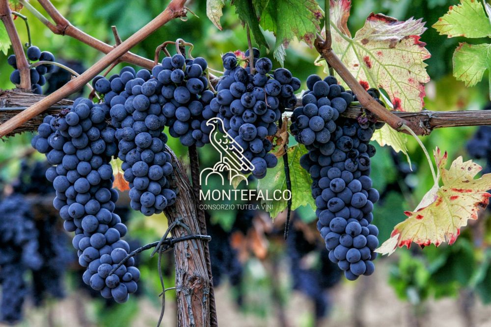 Rebsorte Sagrantino di Montefalco. Photo: www.consorziomontefalco.it