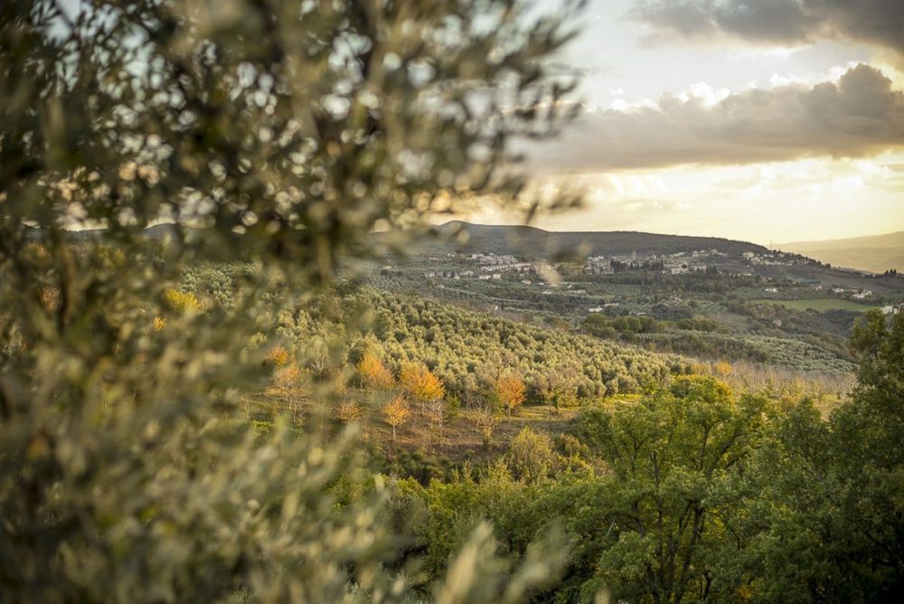 Die sanfte Hügel in Umbrien sind oft von Olivenbäume oder Weingarten bedeckt. Photo: frantoiaperti.net