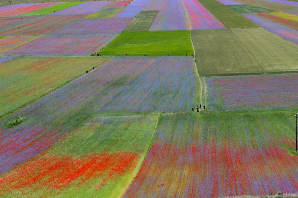 Das faszinierende Ereignis der bunten Felder auf der Ebene von Castelluccio di Norcia